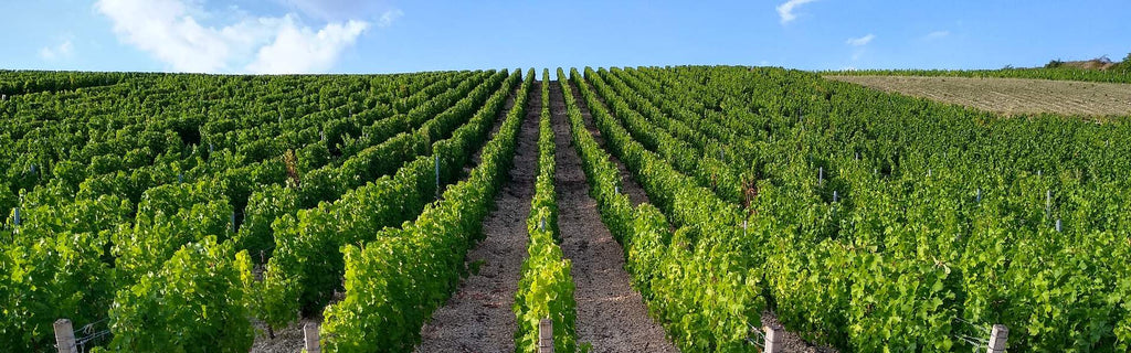 Château Clos de Boüard