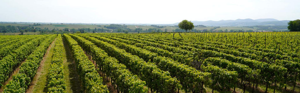 Domaine Edmond Monnot