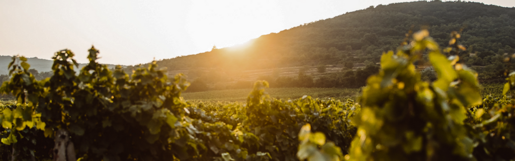Ribera del Duero Wine Region