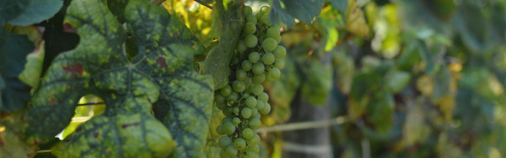 Discover the Delightful Charms of Albariño White Wine with Dis&Dis