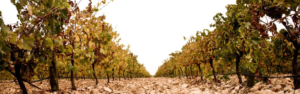 Bodegas Gran Sello