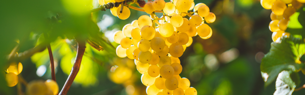 What to know about Chardonnay
