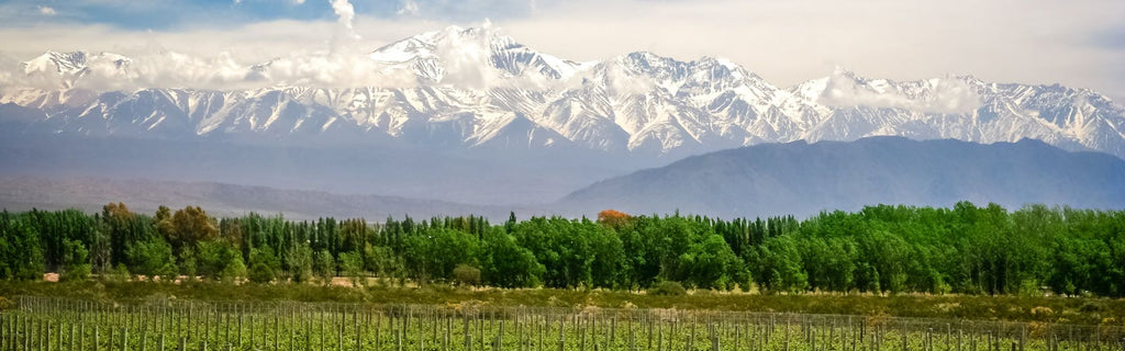 Discover the Rich Terroir of Argentina's Top Vineyards