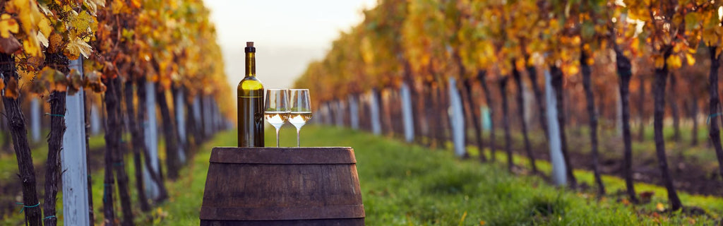 A Guide to Organic Wine: Everything You Need to Know