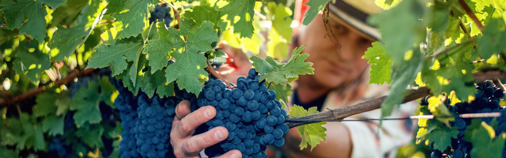 How Climate Change Is Tweaking the Taste of Wine