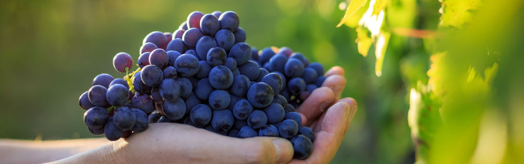 Are Organic Wines Better for You?