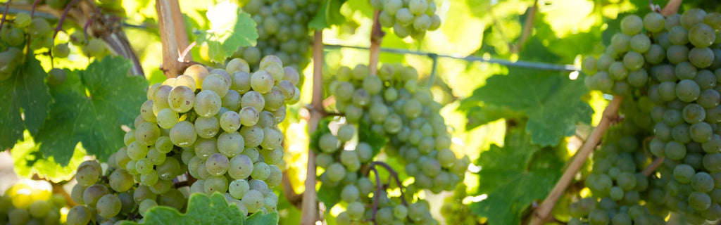 Sauvignon Blanc: A Guide To The World’s Favourite White Wine