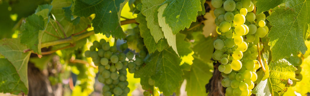 Are Sauvignon Blanc and Pinot Grigio Similar?