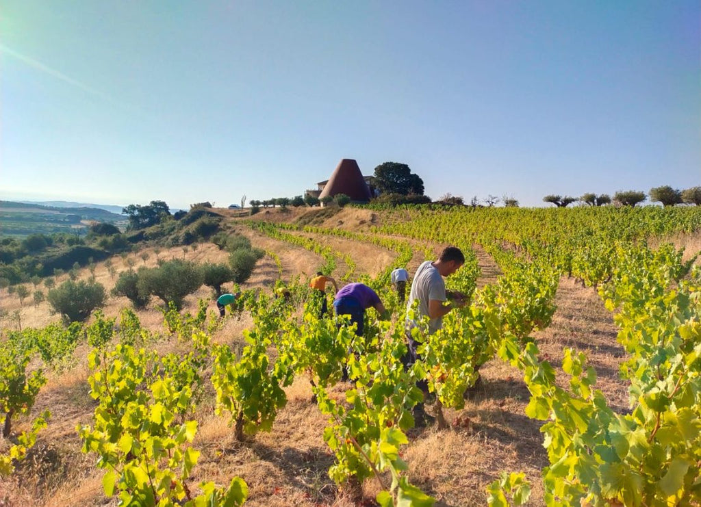 How Good Is Spanish Wine? A Guide for Wine Enthusiasts