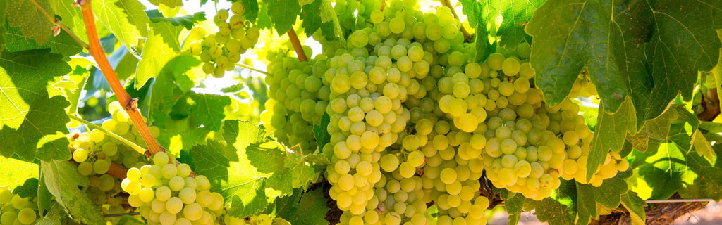 Exploring the Process of Making Vegan Wine