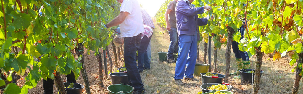 Wine Harvest 2024: A Challenging Year for French Vineyards