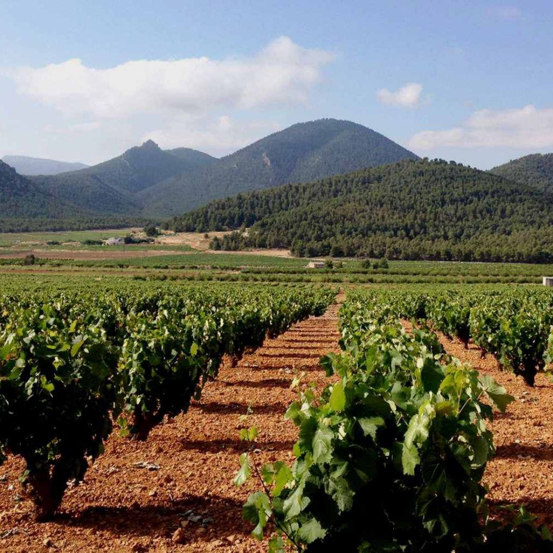 Crápula Sauvignon Blanc White Wine 2022