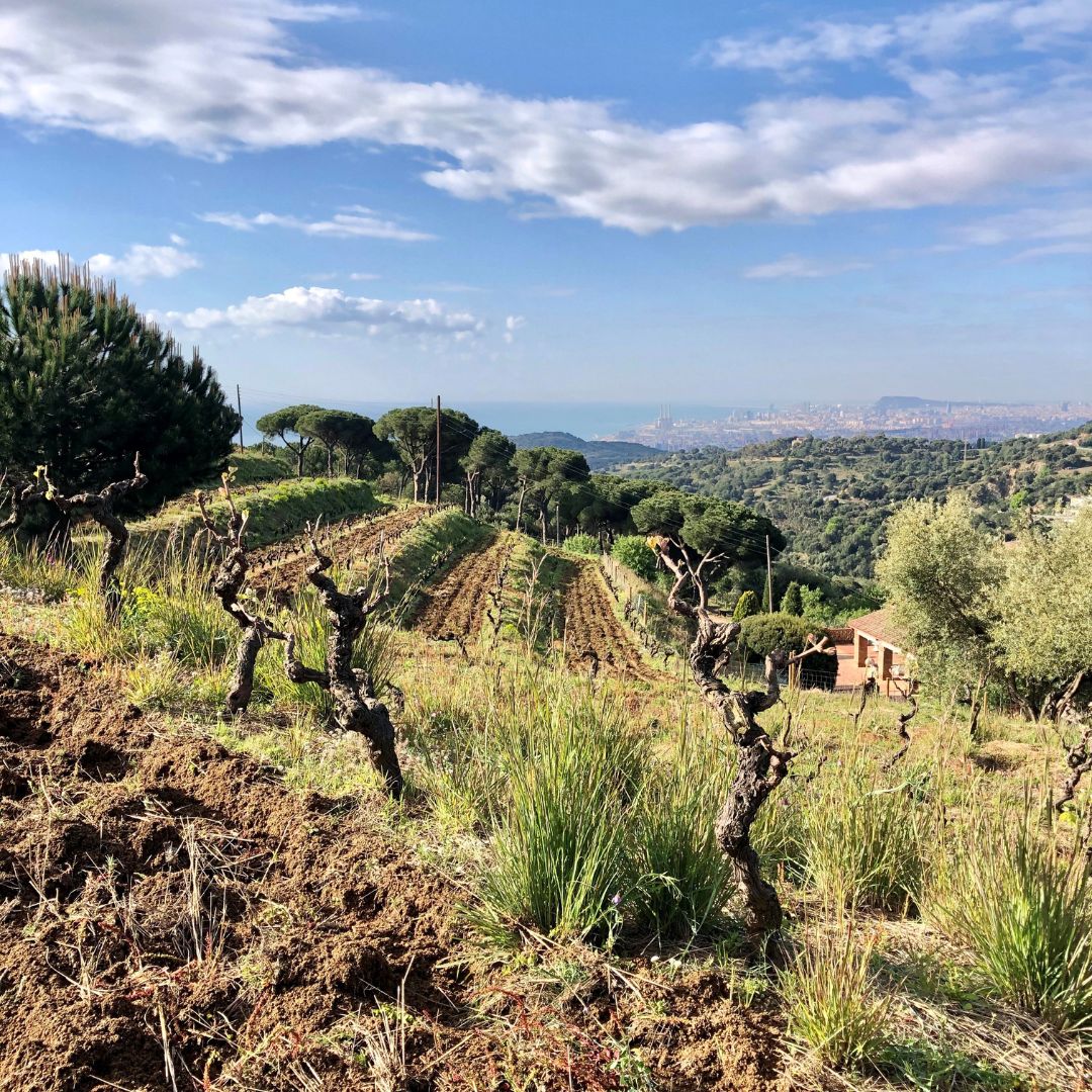 La Flamenca 2019 White Wine