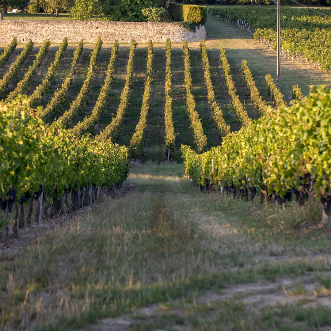 Mes Que Paraules Organic 2020 White Wine