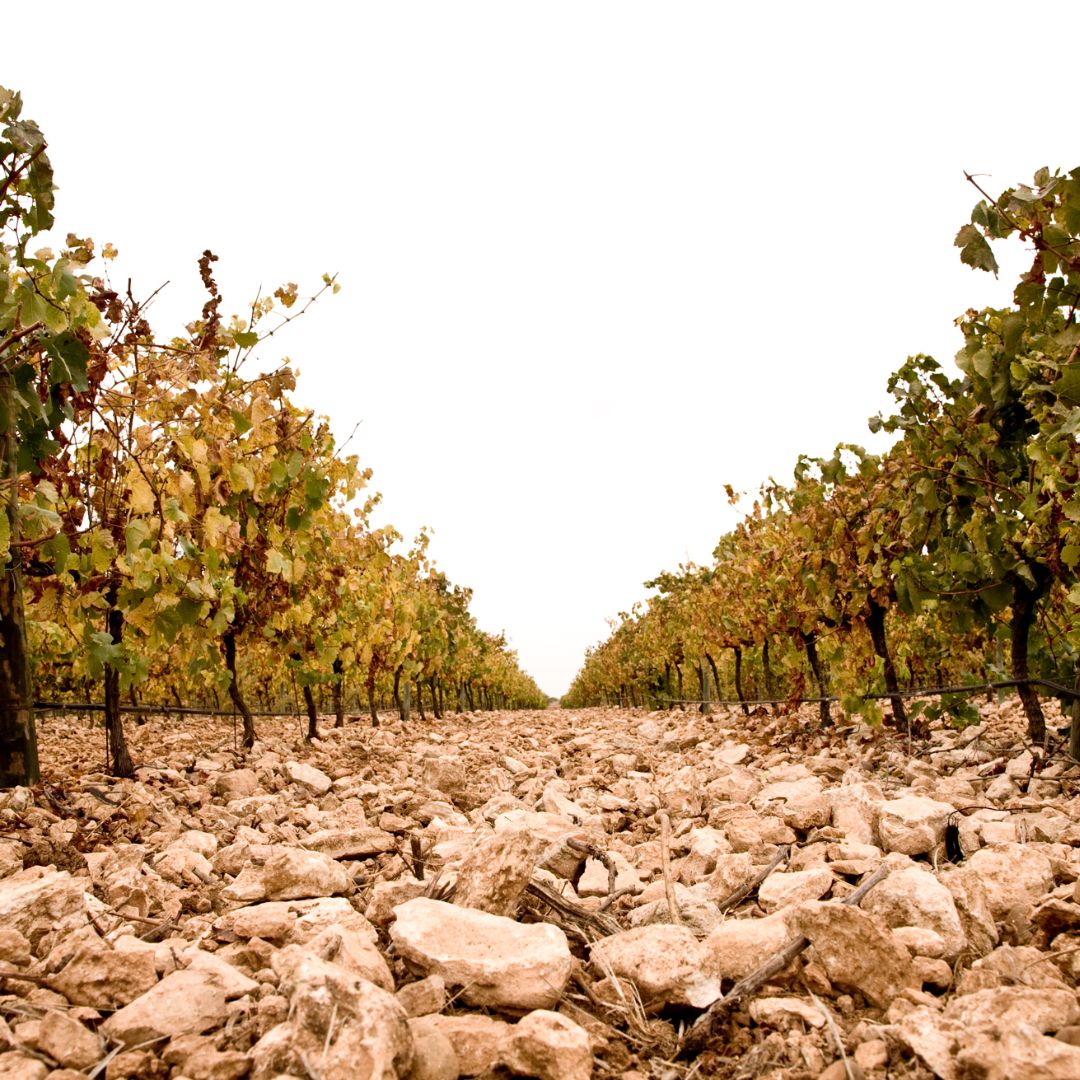 Gran Sello Joven Macabeo Verdejo 2021 White Wine