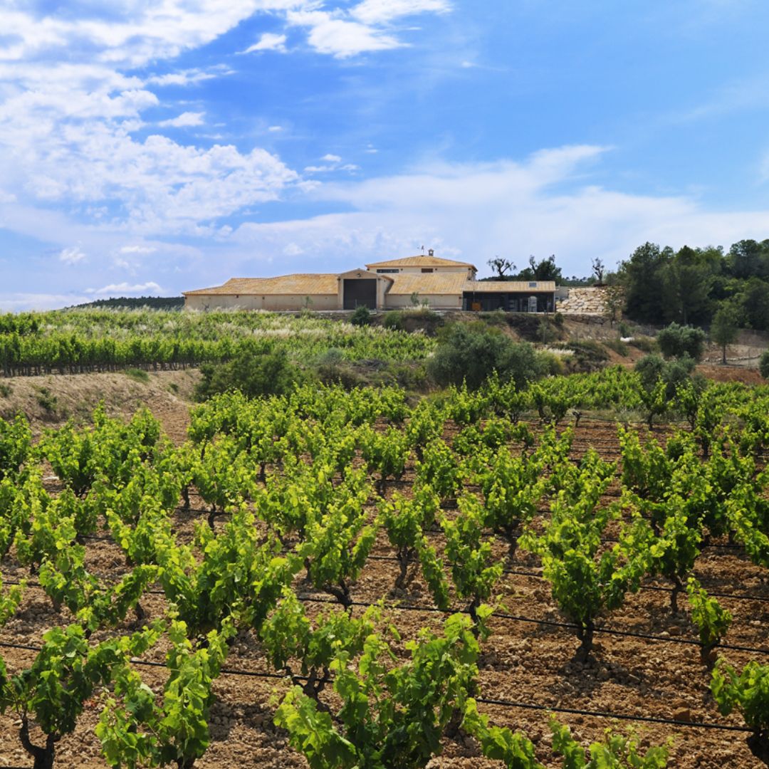Blau 2020 Red Wine
