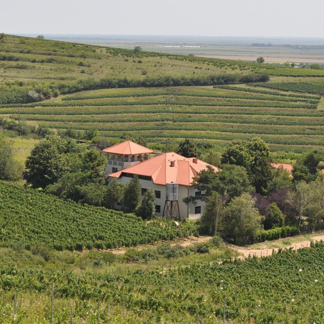 Feteasca Alba Authentique 2022 Dry White Wine