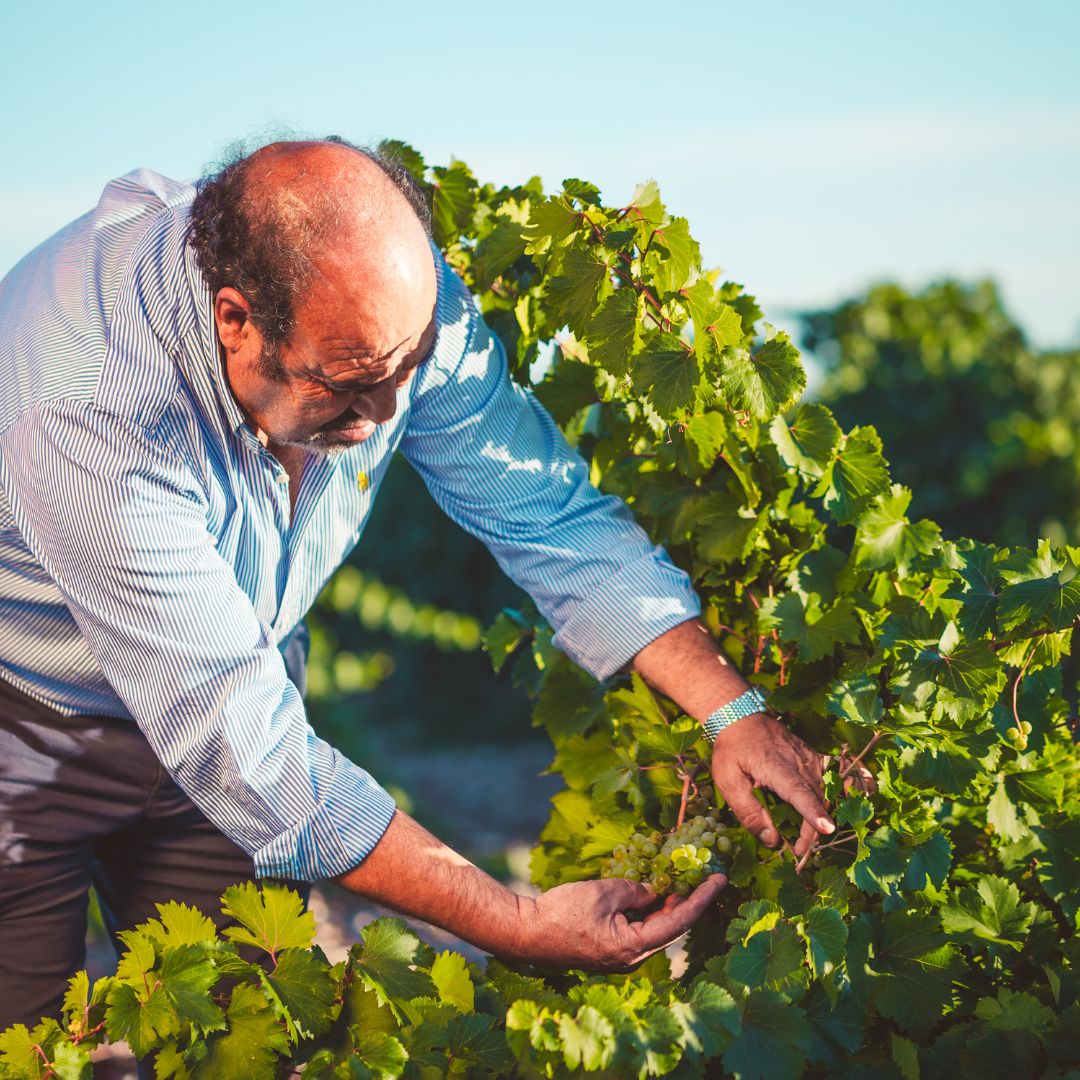 Dulce de Invierno 2018 White Wine