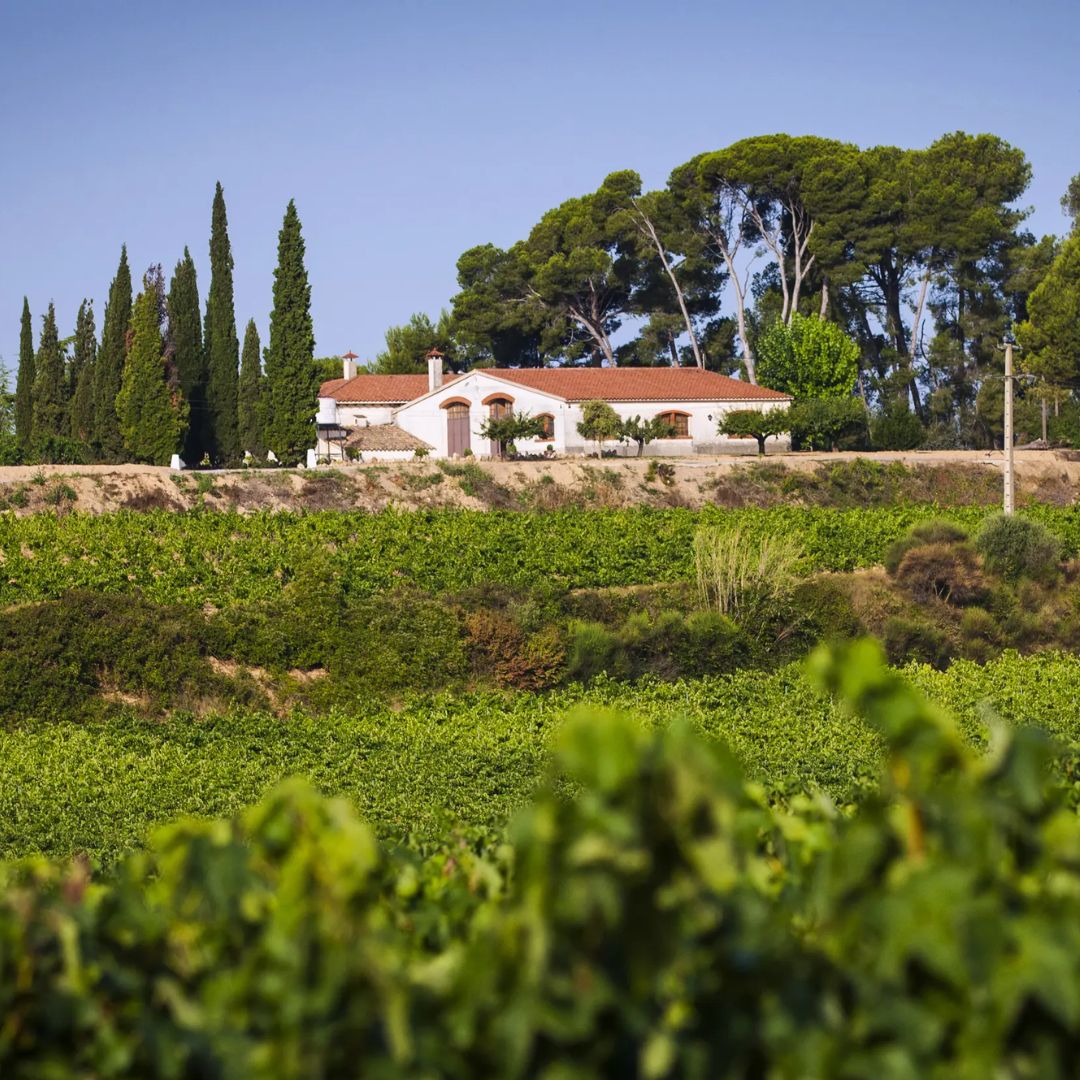 Clos del Silenci Negre Seleccion 2015 Red Wine