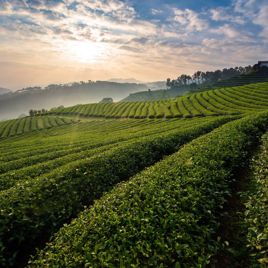 Vahdam Darjeeling Summer Black Tea, 15 Tea Bags