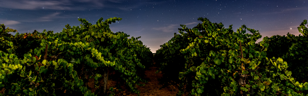 Why are Some Vines Harvested at Night?