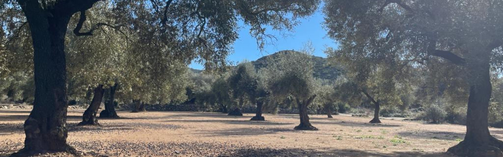 How Extra Virgin Olive Oil is Made: From Orchard to Table