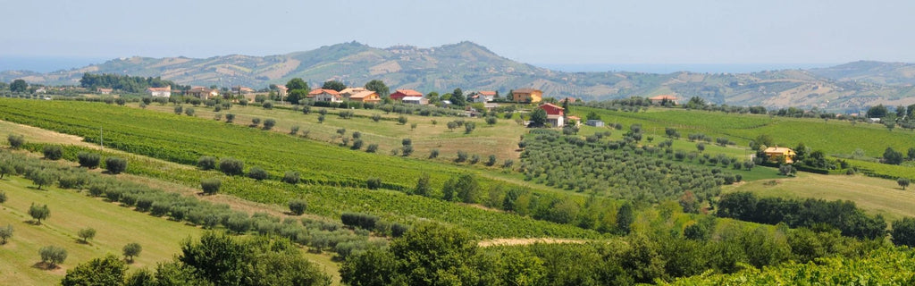 Discover the Bold Flavors of Montepulciano d'Abruzzo DOC Red Wine