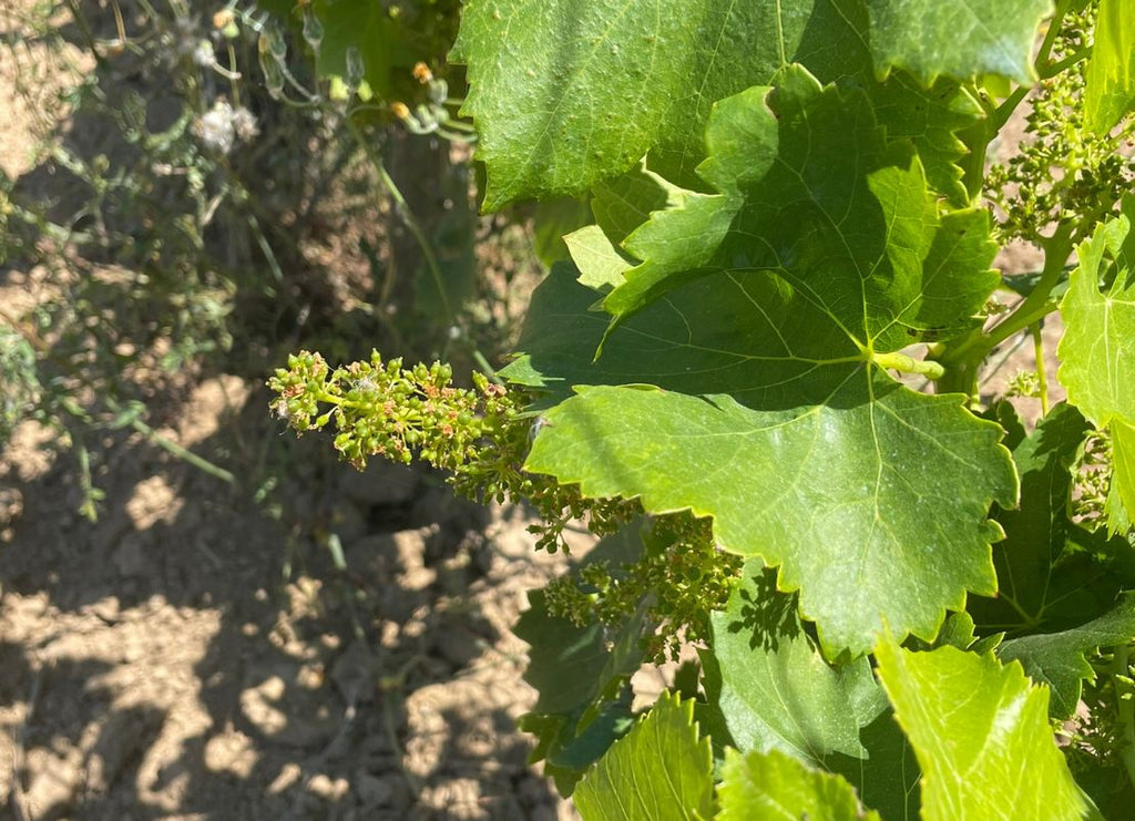 Grapevine Flowering Season: The Ten Days That Decide the Wine Year