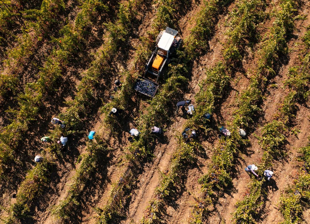 Non-Alcoholic Cabernet Sauvignon: Can Cabernet Still Be Cabernet Without the Alcohol?