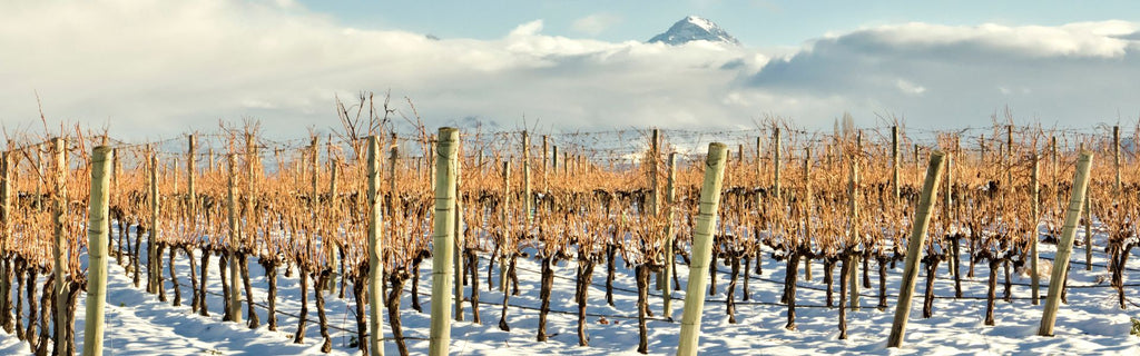 The Best Wine Regions to Try This Christmas and Make Your Holidays Even Merrier!