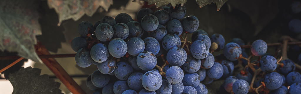 Everything You Should Know About Cabernet Sauvignon