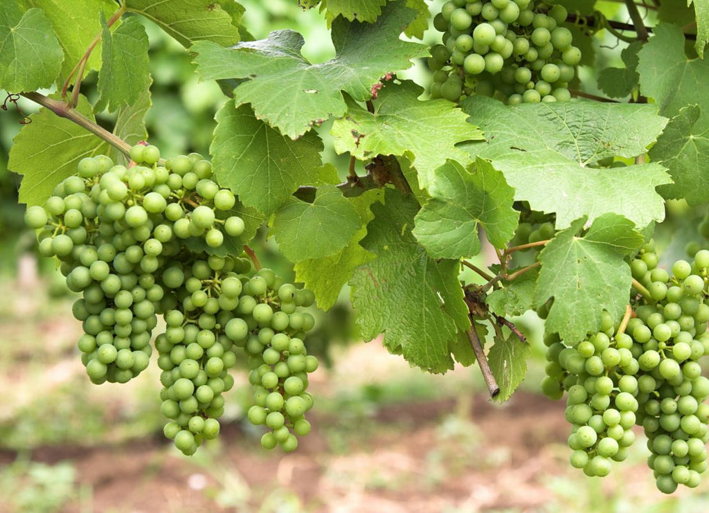 What Is Godello? Spain's Greatest White Secret