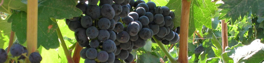 The Grape Harvest is Back For 2023 - Here's What You Need To Know