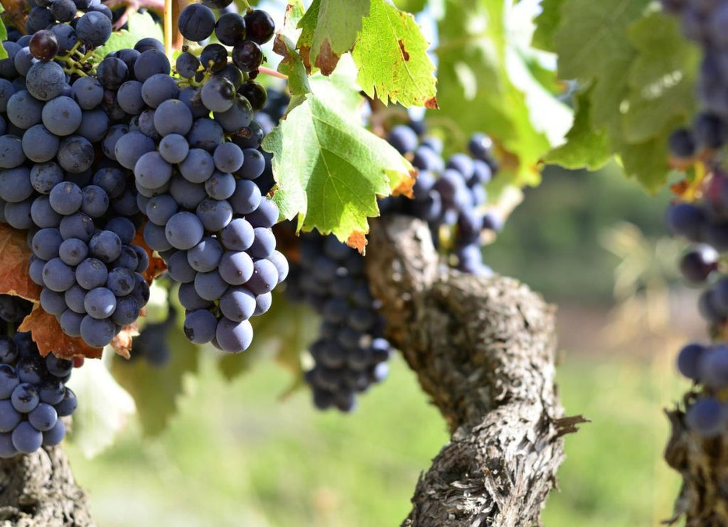 Malbec and Carménère: The Grapes That Found Themselves in South America
