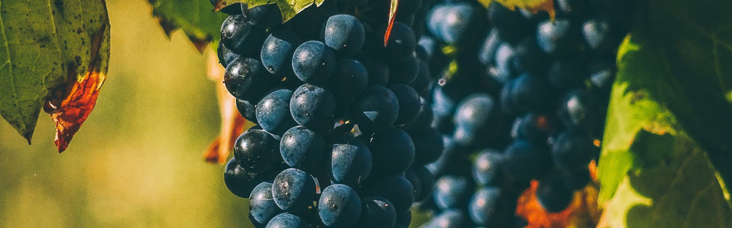 The Top 5 Most Consumed Wine Grapes in the World