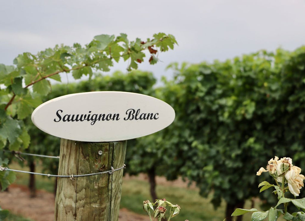 Non-Alcoholic Sauvignon Blanc: Can You Preserve Freshness and Aroma Without the Alcohol?