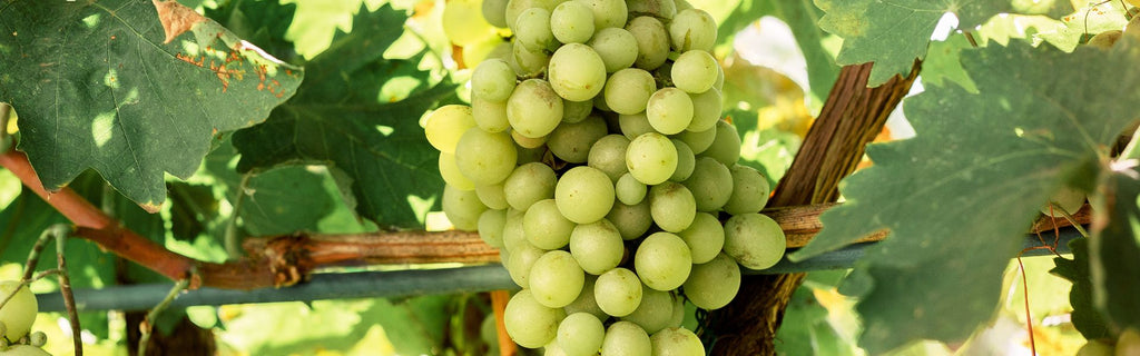 All About Sauvignon Blanc: Your Essential Guide