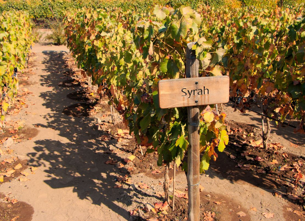 Non-Alcoholic Syrah: What Happens to Syrah’s Character Without the Alcohol?