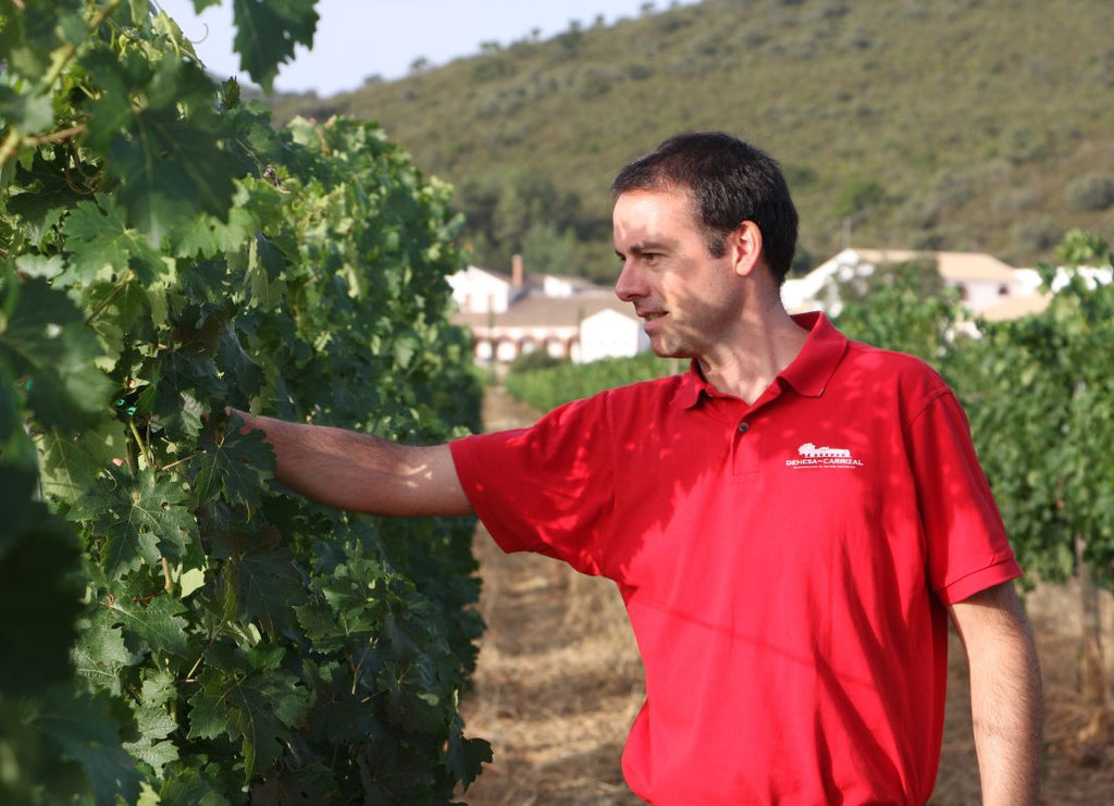 What Is Vino de Pago? Spain's Rarest Wine Classification, Explained
