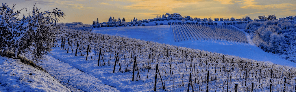 What happens to the vines during the winter