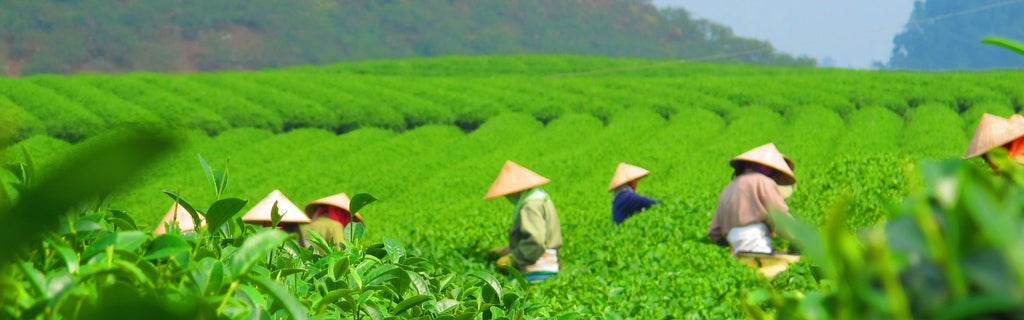Where Does Tea Come From?