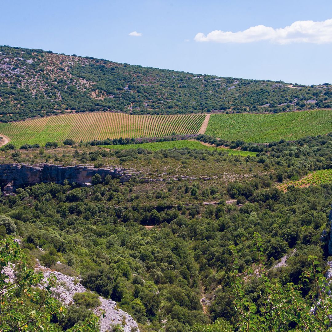 Lou Maset Rouge Organic 2019 Red Wine