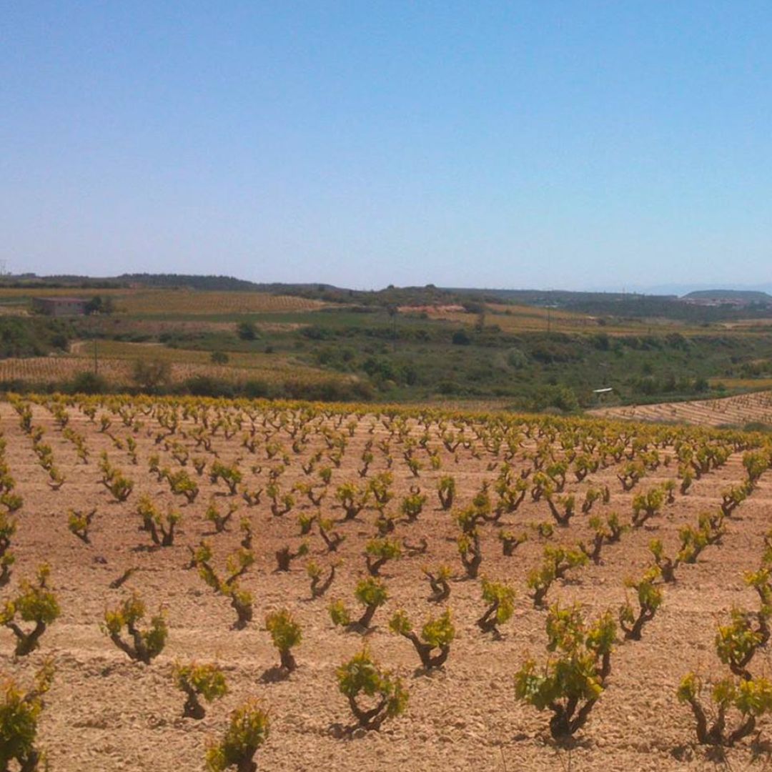 Clos Montebuena Reserva 2015 Red Wine