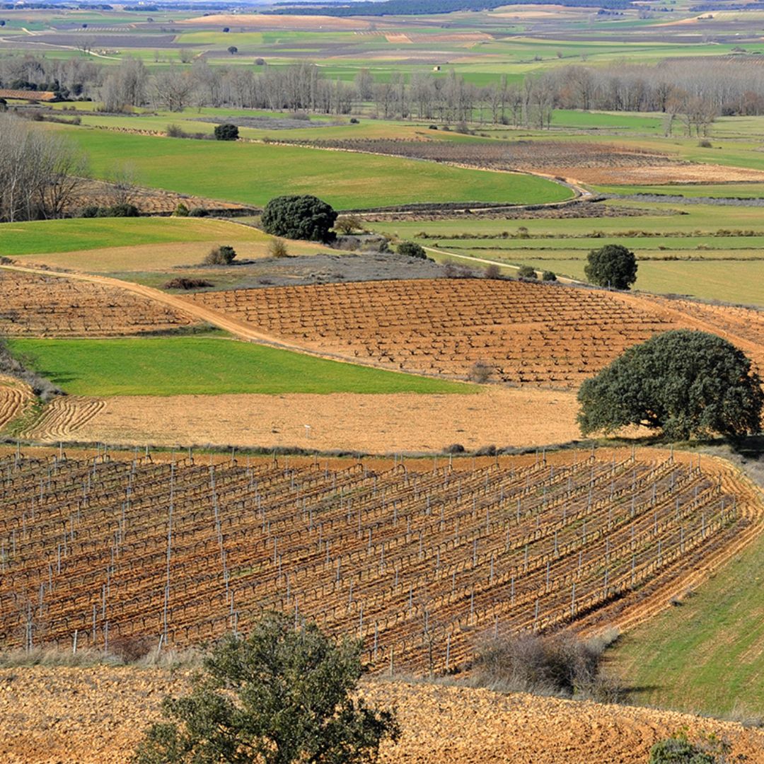 Finca Cascorrales 2015 Red Wine